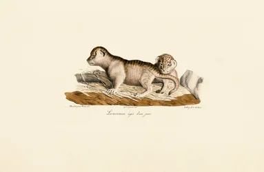 Lion Cubs One Day Old