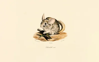 Male Chinchilla