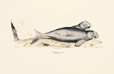 Male Dugong