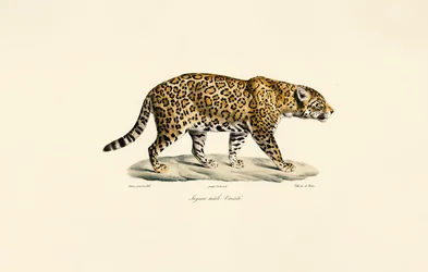Male Jaguar