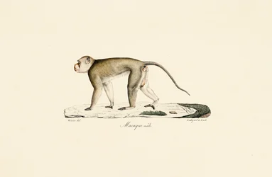 Male Macaque