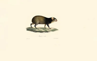 Mexican Porcupine