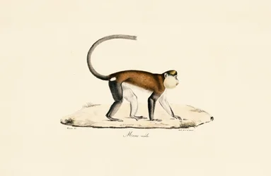 Mona Monkey