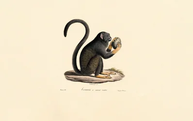 Mona Monkey with Fruit
