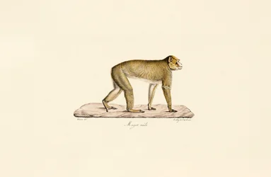 Moor Macaque (male)