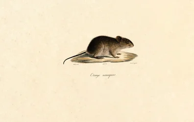 Namaqua Rock Mouse