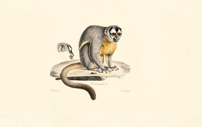 Night Monkey