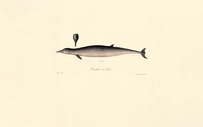 Northern Bottlenose Whale