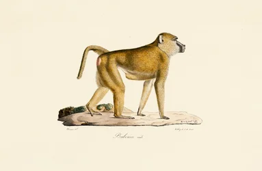 Olive Baboon (Male)