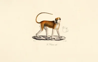 Male Patas Monkey