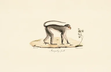 Patas Monkey (Female)