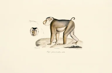 Pig-tailed Macaque (adult)