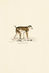 Pig-tailed macaque (male)