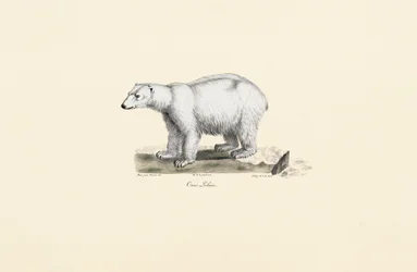 Polar Bear