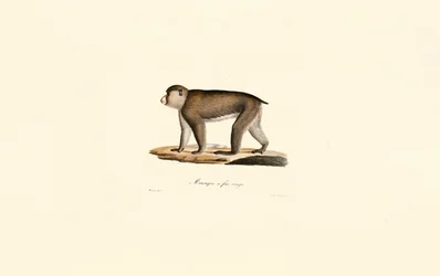 Red-faced Macaque