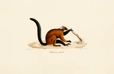 Red-fronted Lemur