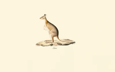 Red-necked Pademelon