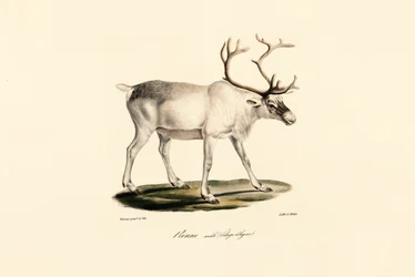 Reindeer (Male in Winter Coat)