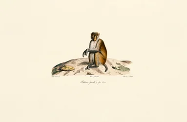Rhesus Macaque