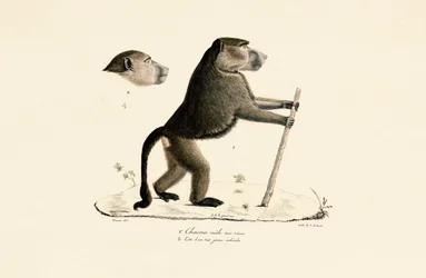 Sacred Baboon with Head of a Young Specimen