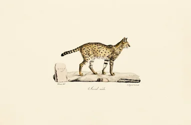 Male Serval