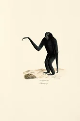 Siamang