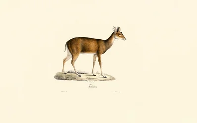 Sitatunga