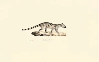 Small-spotted Genet