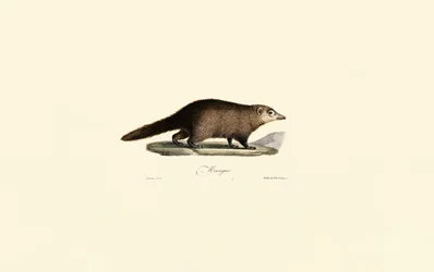 South American Coati