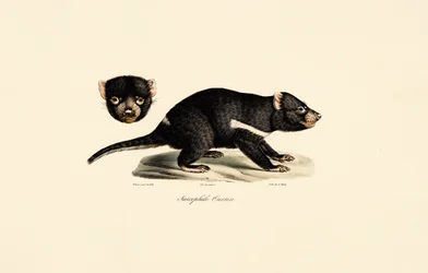 Tasmanian Devil