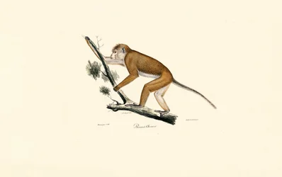 Tibetan Macaque
