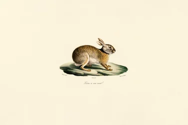Tolai Hare (Black-necked Hare)