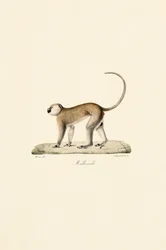 Vervet Monkey