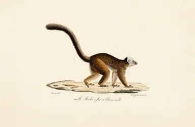 White-fronted Brown Lemur Male
