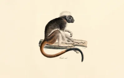 White-headed Red Colobus Monkey