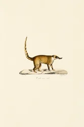 White-nosed Coati (Male)