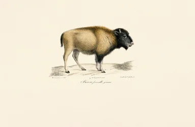 Young American Bison