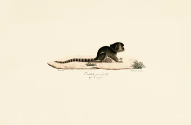 Young Female Common Marmoset