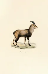 Young Male Alpine Ibex