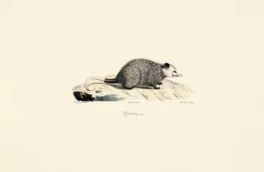Young Opossum