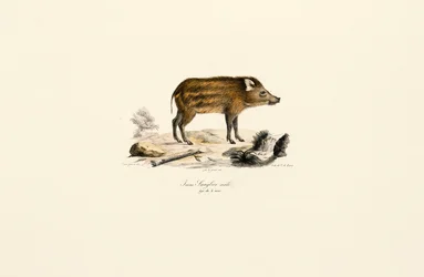 Young Wild Boar