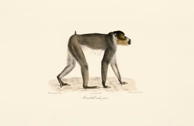 Young Male Mandrill