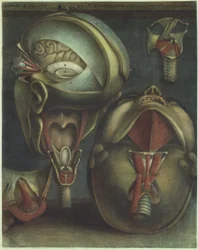 Two Views of the Head, 1746