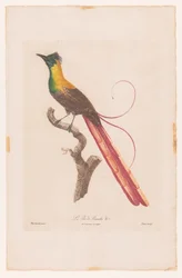 Bird of Paradise on a Branch (La Pie de Paradis No 5)