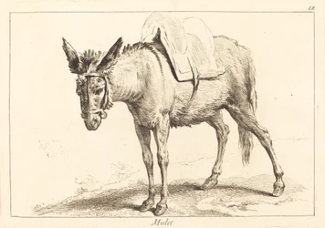 Mule or Saddled Donkey