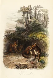 Family of Red Foxes Outside a Den