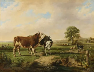 Bulls, Sheep and Goat at Pasture