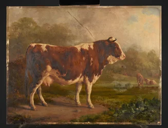 Cow with White and Red Coat