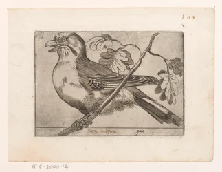 Jay (Birds)