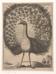 Peacock - Pavone (title on object) - Nine birds (series title)
